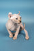 Cute Hairless Kitten with Blue Eyes from the Selena Elf Sphynx Kitten product line