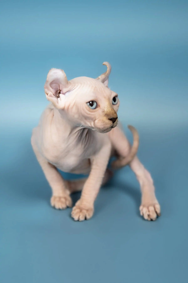 Cute Hairless Kitten with Blue Eyes from the Selena Elf Sphynx Kitten product line