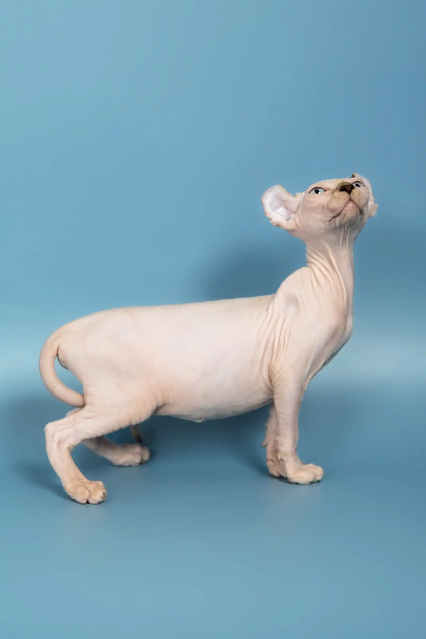 Hairless Elf Sphynx kitten named Selena standing proudly, showing off its unique look