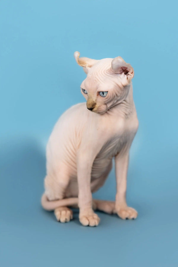 Hairless Elf Sphynx kitten named Selena showing off her stunning blue eyes