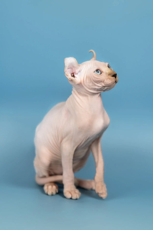 Hairless Elf Sphynx kitten named Selena with striking blue eyes