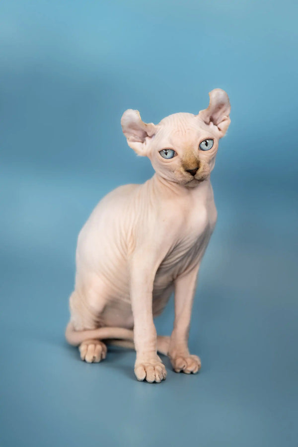 Hairless Elf Sphynx kitten named Selena with stunning blue eyes