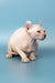 Playful Hairless Cat with Large Ears in Selena | Elf Sphynx Kitten product shot