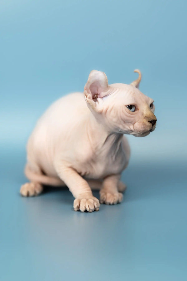 Playful Hairless Cat with Large Ears in Selena | Elf Sphynx Kitten product shot