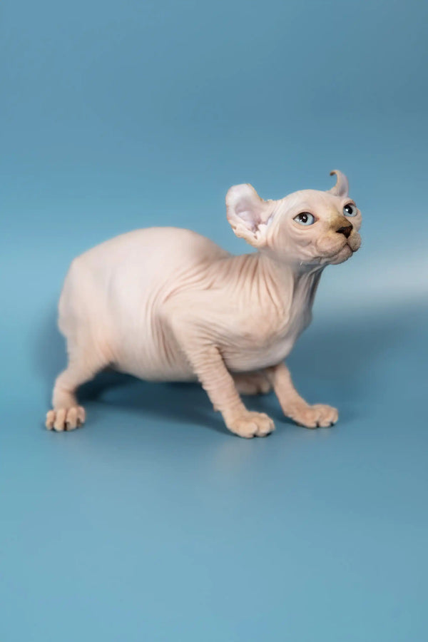 Adorable Hairless Cat with Wrinkled Skin from Selena | Elf Sphynx Kitten Collection