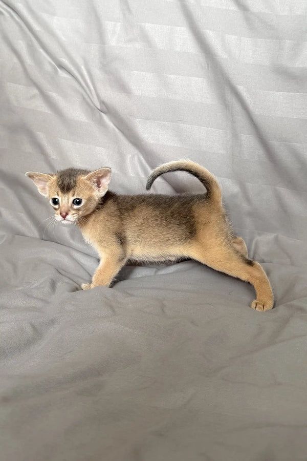 Cute Abyssinian kitten with a curled tail from the Selene product line