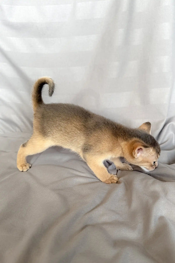 Abyssinian kitten with a curled tail playing happily in Selene’s cozy setting