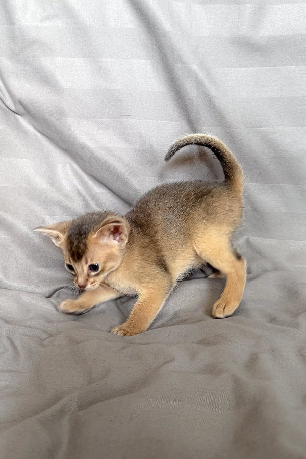 Playful Abyssinian kitten in the Selene product collection, perfect for cat lovers