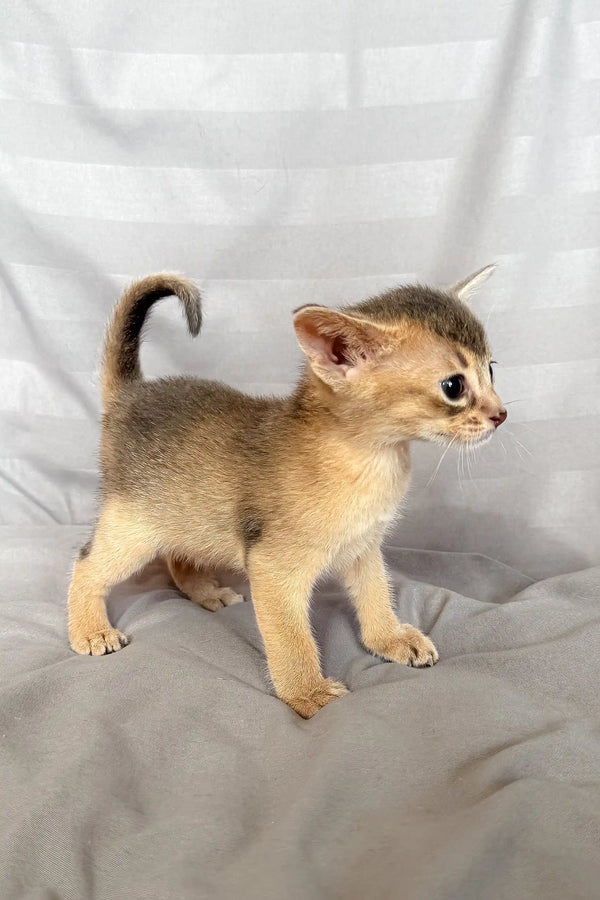 Abyssinian kitten with a ticked coat showcased in the Selene product line