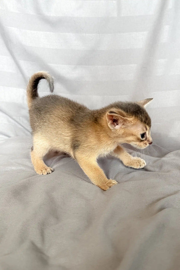 Abyssinian kitten with a gorgeous ticked coat from the Selene collection