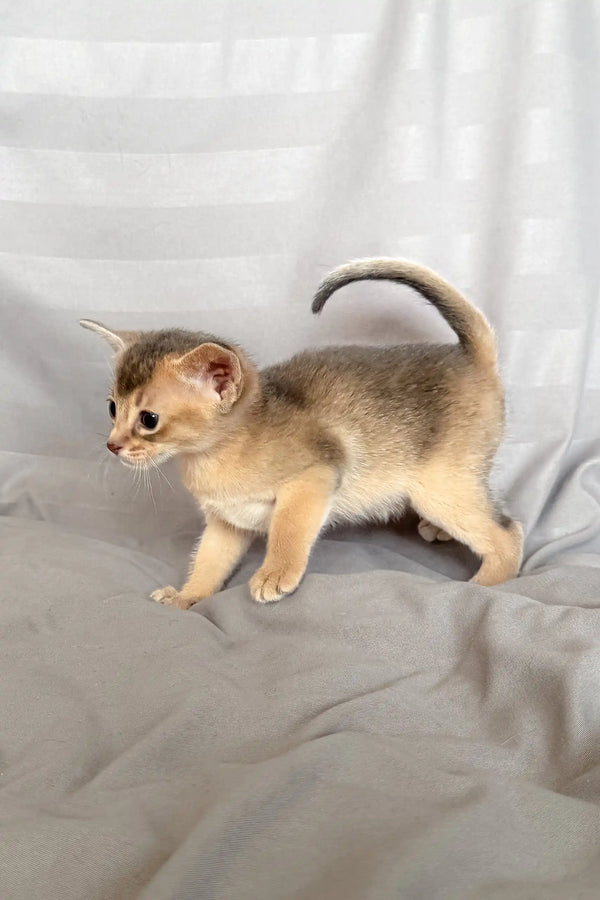 Cute Abyssinian kitten with a ticked coat ready for adoption in Selene product