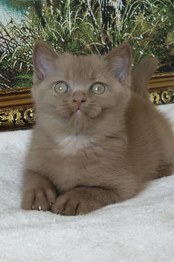 Semenych | british shorthair kitten