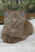 Semenych | british shorthair kitten