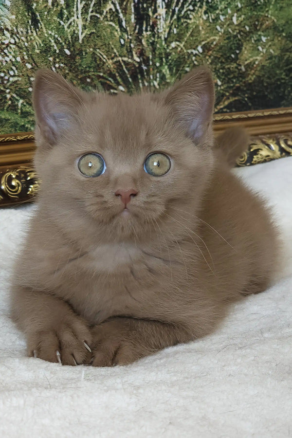 Semenych | british shorthair kitten