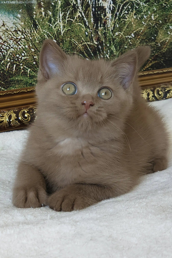 Semenych | british shorthair kitten