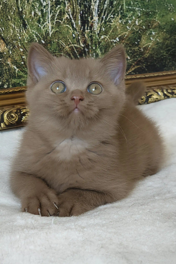 Semenych | british shorthair kitten