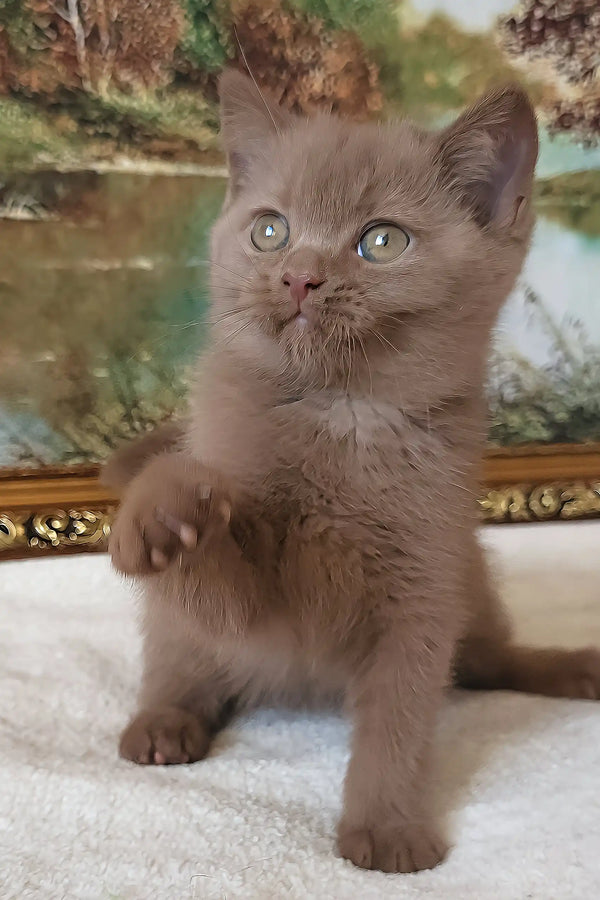 Semenych | british shorthair kitten