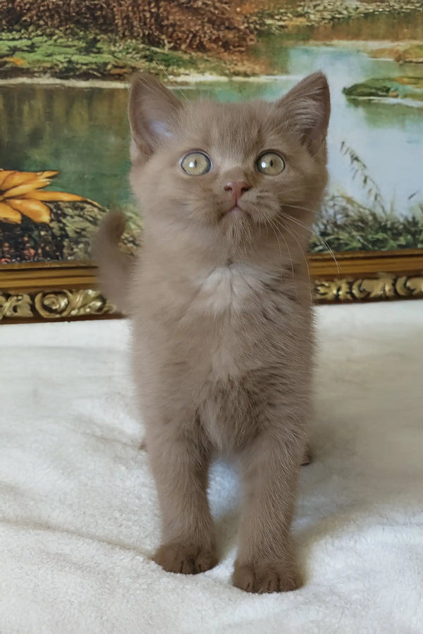 Semenych | british shorthair kitten