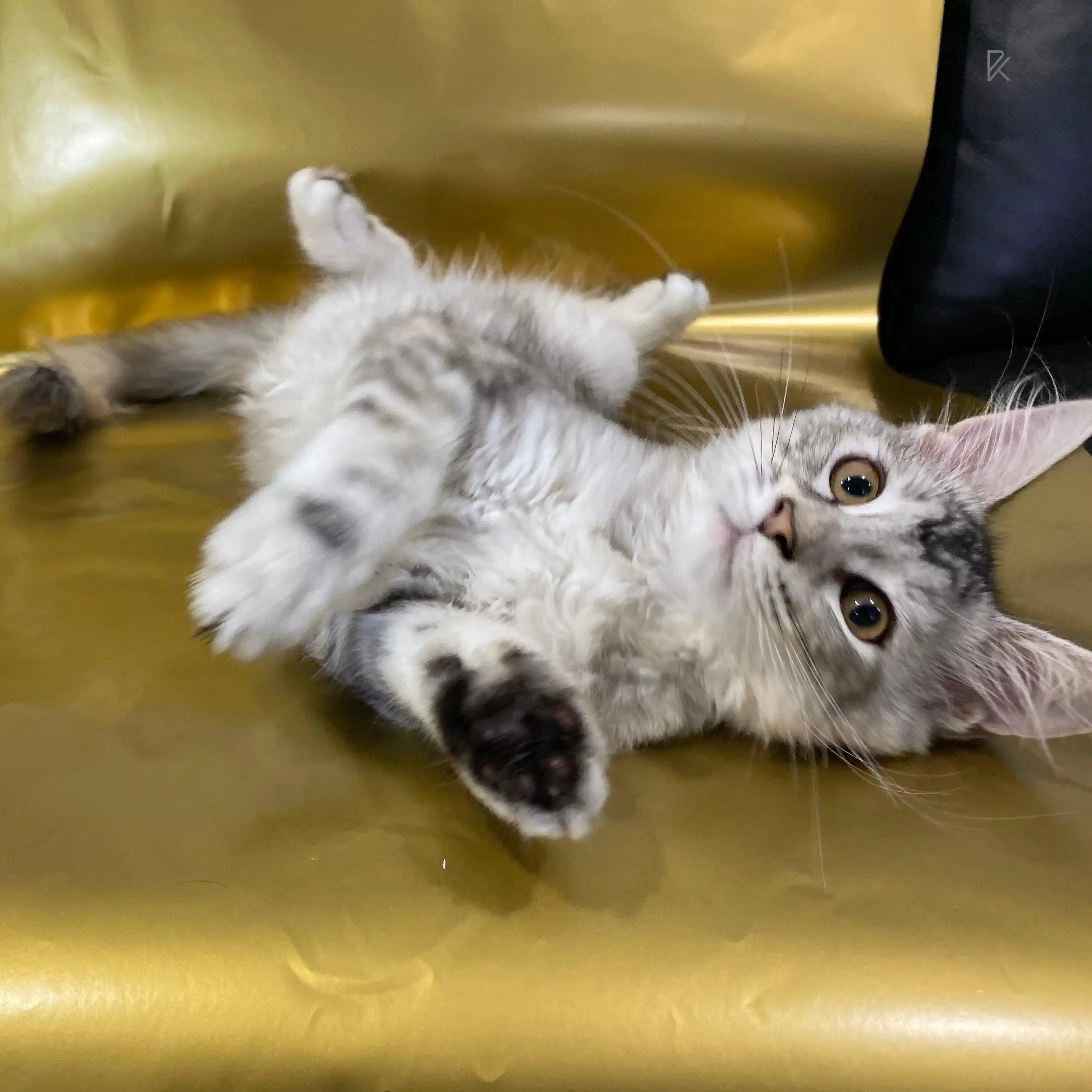 Maine Coon Kittens for Sale Serena | Kitten