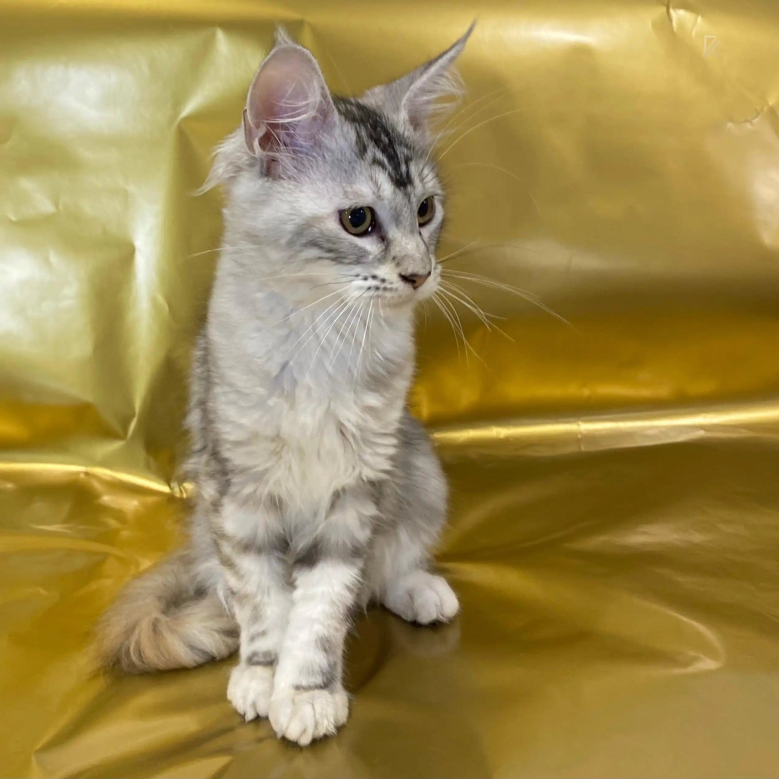 Maine Coon Kittens for Sale | Cats For Serena | Kitten