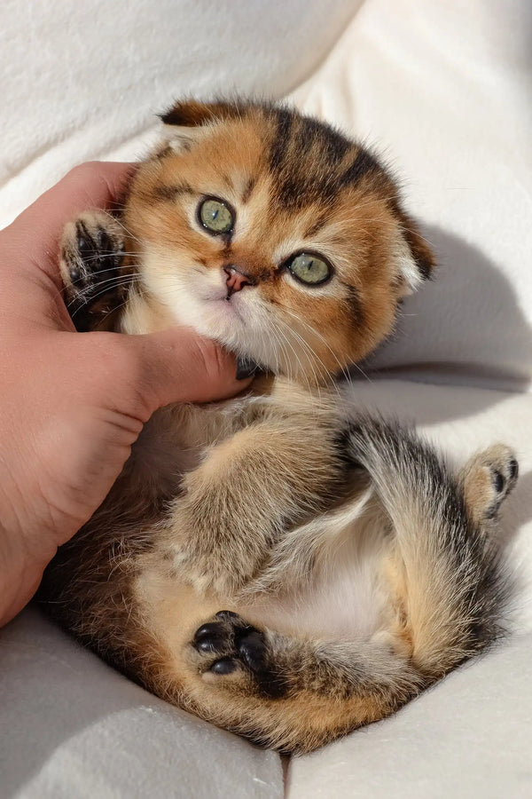 Sergio | scottish fold kitten