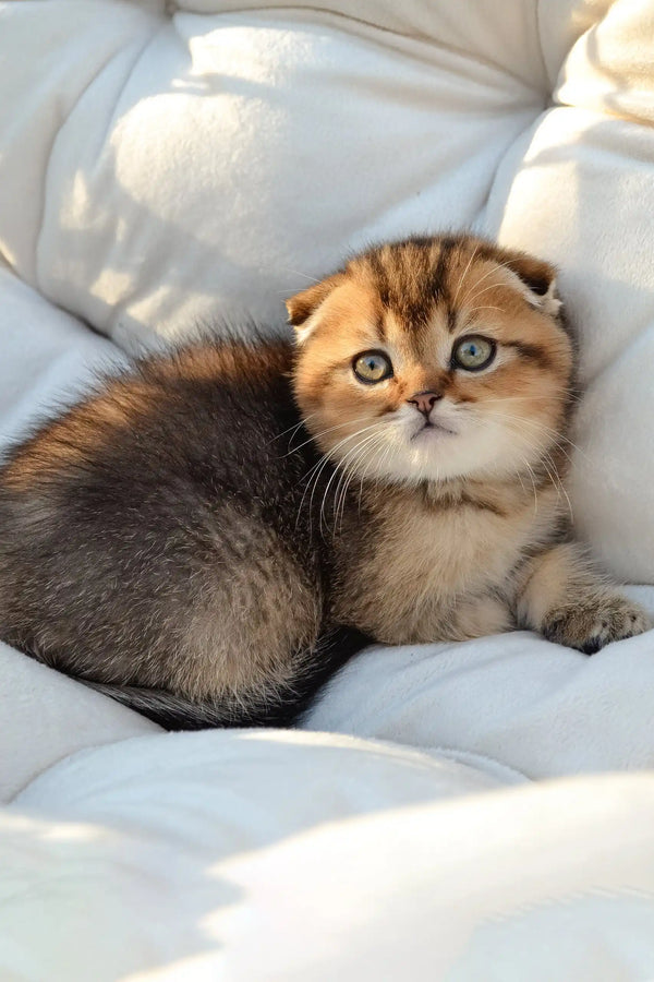 Sergio | scottish fold kitten