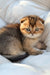 Sergio | scottish fold kitten