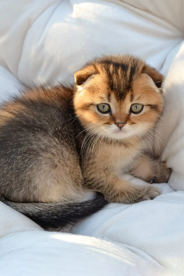 Sergio | scottish fold kitten