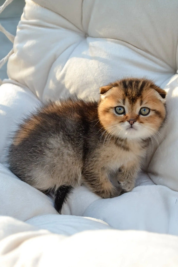 Sergio | scottish fold kitten