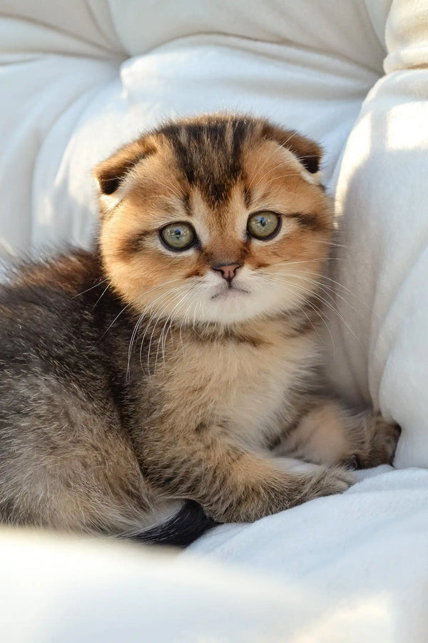 Sergio | scottish fold kitten