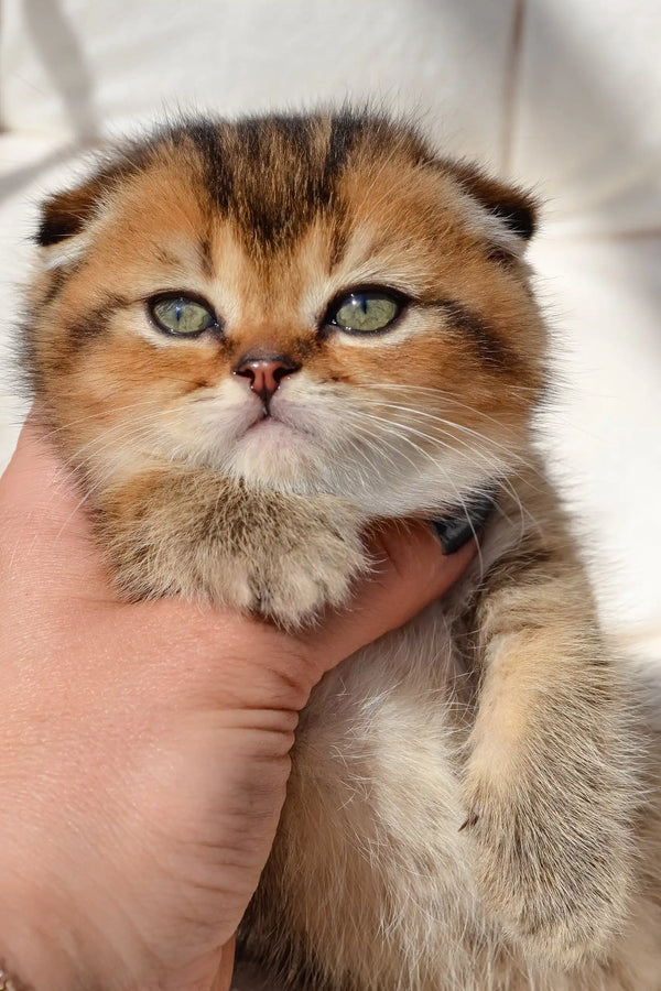Sergio | scottish fold kitten
