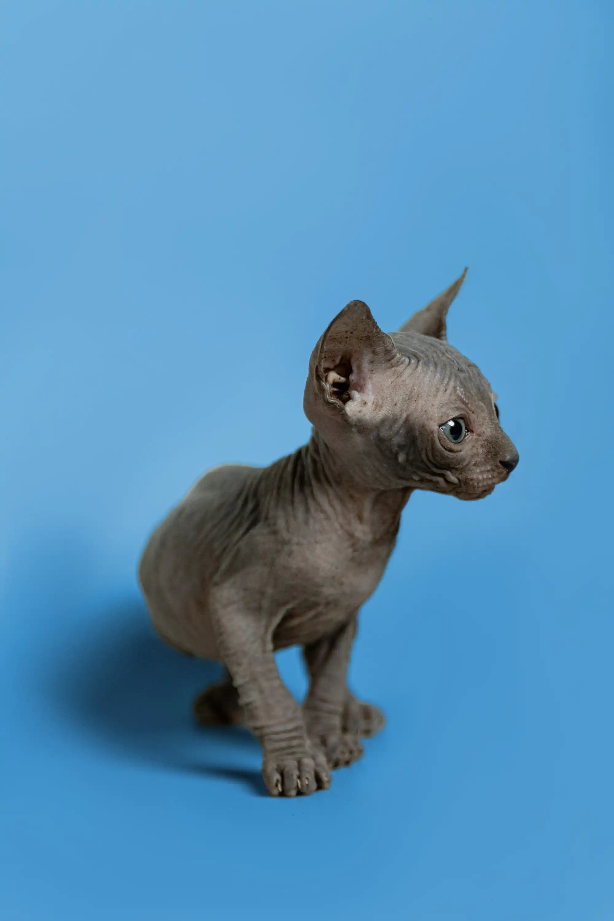 Sphynx Cats and Kittens for Sale Sergio | Kitten