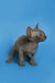 Adorable Hairless Sphynx kitten named Sergio with wrinkled gray skin and big ears