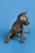 Affectionate Sphynx kitten with wrinkled gray skin on a blue surface, named Sergio