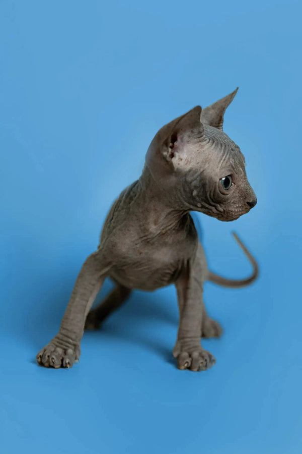 Affectionate Sphynx kitten with wrinkled gray skin on a blue surface, named Sergio