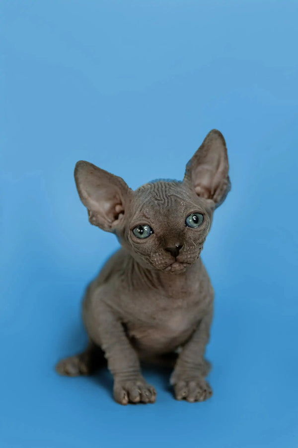 Affectionate Sphynx kitten Sergio with large ears and cute wrinkled skin