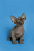 Adorable Hairless Sphynx kitten with big ears and wrinkled skin, perfect affectionate sphynx