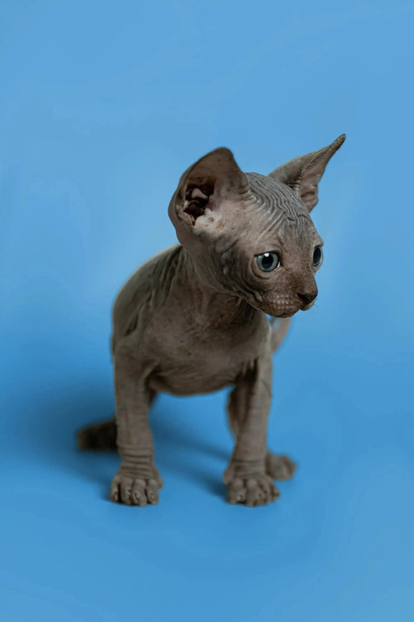 Meet Sergio, an affectionate Sphynx kitten with adorable wrinkled gray skin