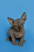 Adorable Hairless Sphynx kitten, Sergio, with big ears and bright green eyes