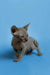 Adorable Hairless Sphynx Kitten Sergio with wrinkled gray skin and big ears