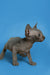 Adorable Hairless Sphynx kitten with wrinkled gray skin and big ears, perfect affectionate sphynx