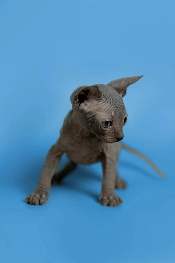 Meet Sergio, an affectionate Sphynx kitten with wrinkled skin and big ears