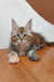 Fluffy brown tabby Maine Coon kitten lying cutely on its belly for Serseya product