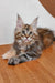 Fluffy Maine Coon kitten with brown tabby fur and vibrant green eyes in Serseya product