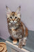 Fluffy Maine Coon kitten with brown and cream fur and cute ear tufts from Serseya