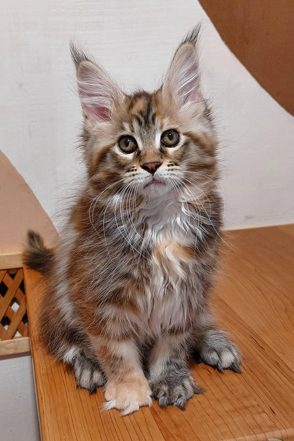 Fluffy Maine Coon kitten with tabby markings and perked ears for Serseya product