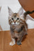 Fluffy brown tabby Maine Coon kitten with cute ear tufts and big eyes from Serseya