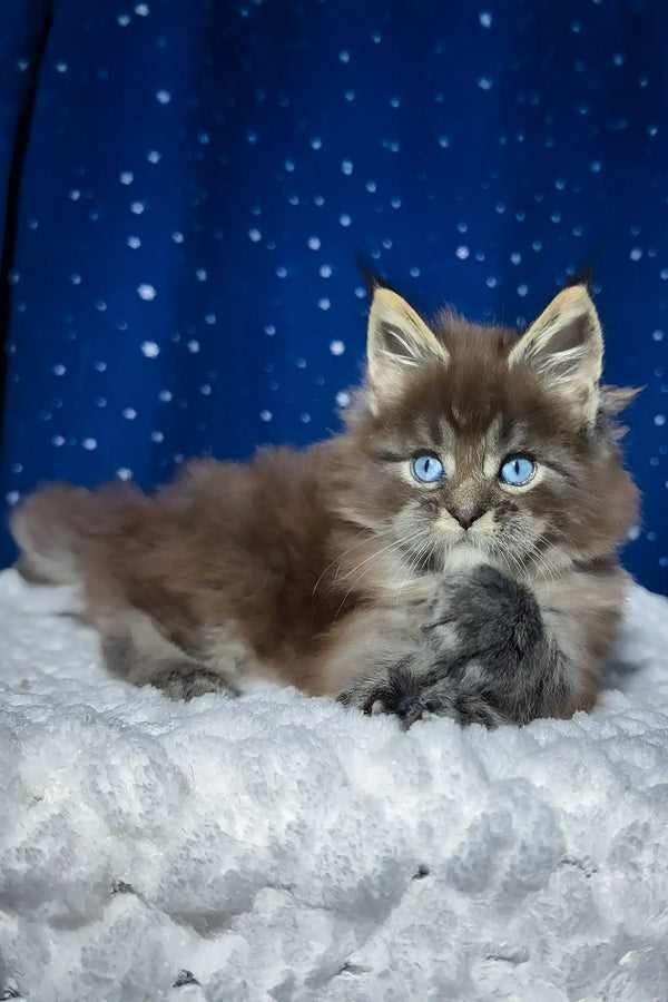 Set | maine coon kitten