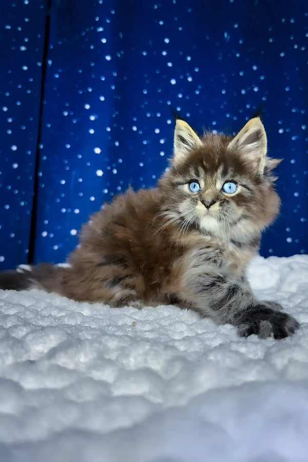 Set | maine coon kitten
