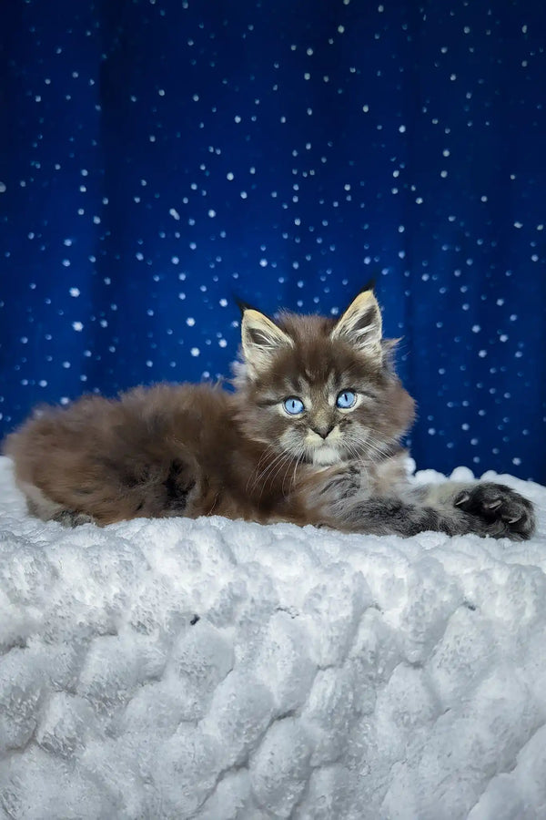 Set | maine coon kitten